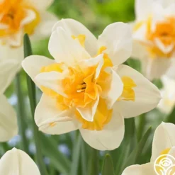 Sweet Desire>Heirloom Roses Best