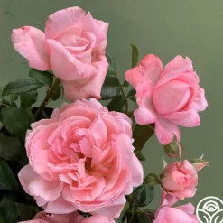 Sweet Eloise™><noscript><img width=