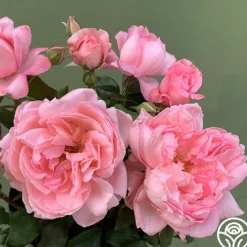 Sweet Eloise™><noscript><img width=