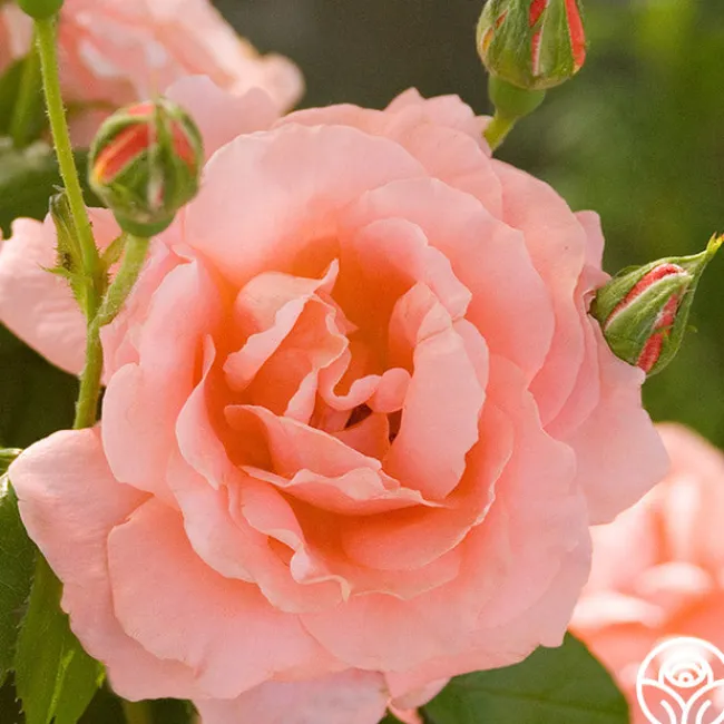 Sweet Fragrance>Heirloom Roses Clearance