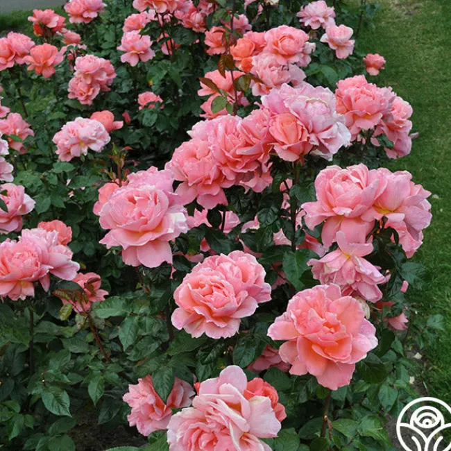 Sweet Fragrance>Heirloom Roses Clearance