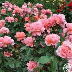 Sweet Fragrance><noscript><img width=