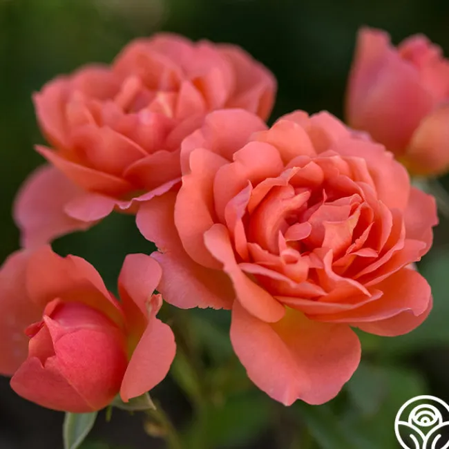 Sweet Fragrance>Heirloom Roses Clearance