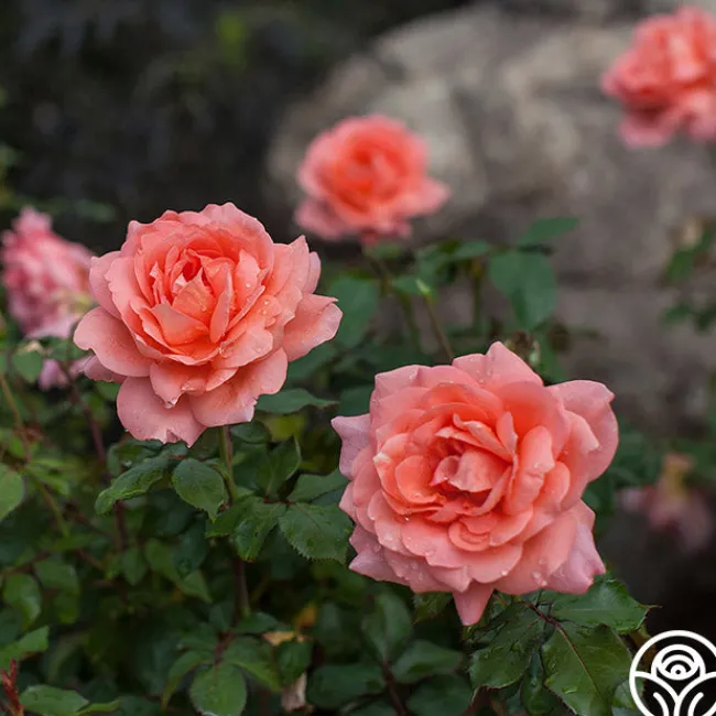 Sweet Fragrance>Heirloom Roses Clearance