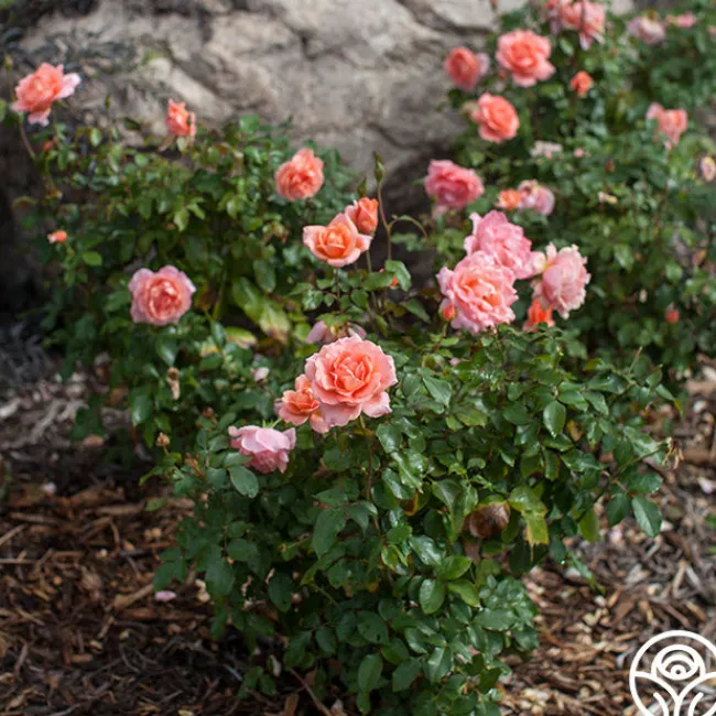 Sweet Fragrance>Heirloom Roses Clearance