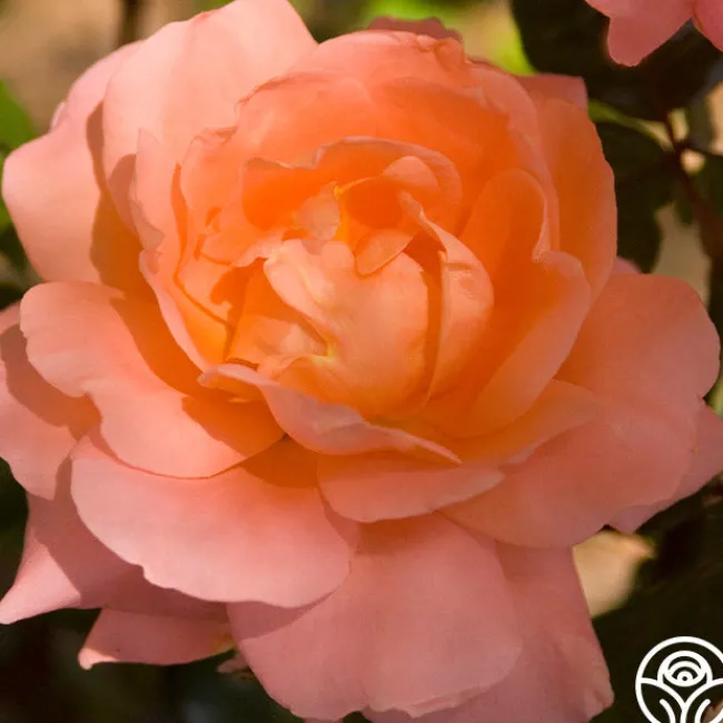Sweet Fragrance>Heirloom Roses Clearance