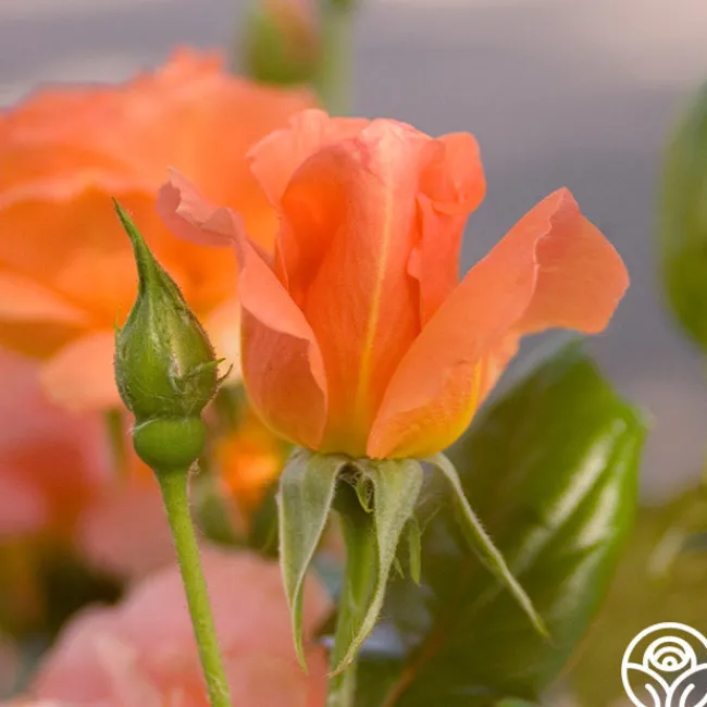 Sweet Fragrance>Heirloom Roses Clearance