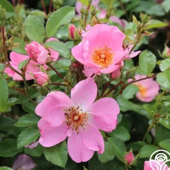 Sweet Haze®>Heirloom Roses Outlet