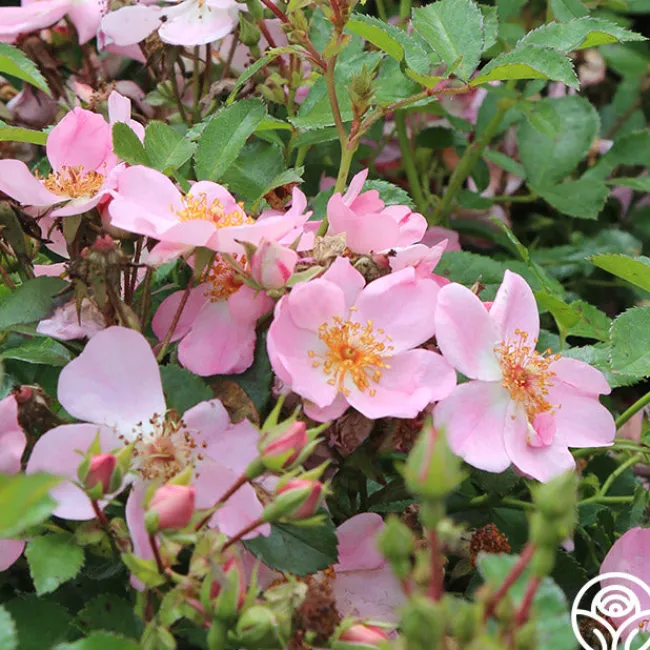 Sweet Haze®>Heirloom Roses Outlet