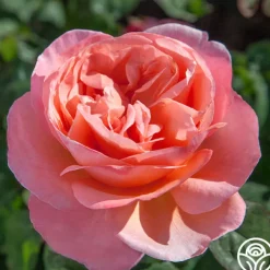 Sweet Mademoiselle™>Heirloom Roses