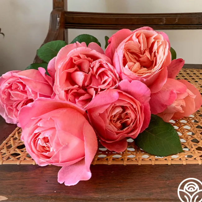 Sweet Mademoiselle™>Heirloom Roses