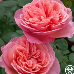 Sweet Mademoiselle™><noscript><img width=