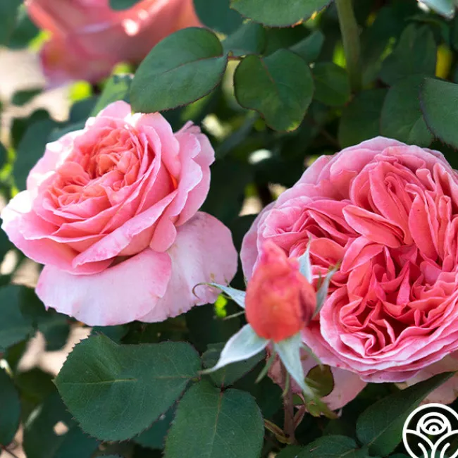 Sweet Mademoiselle™>Heirloom Roses