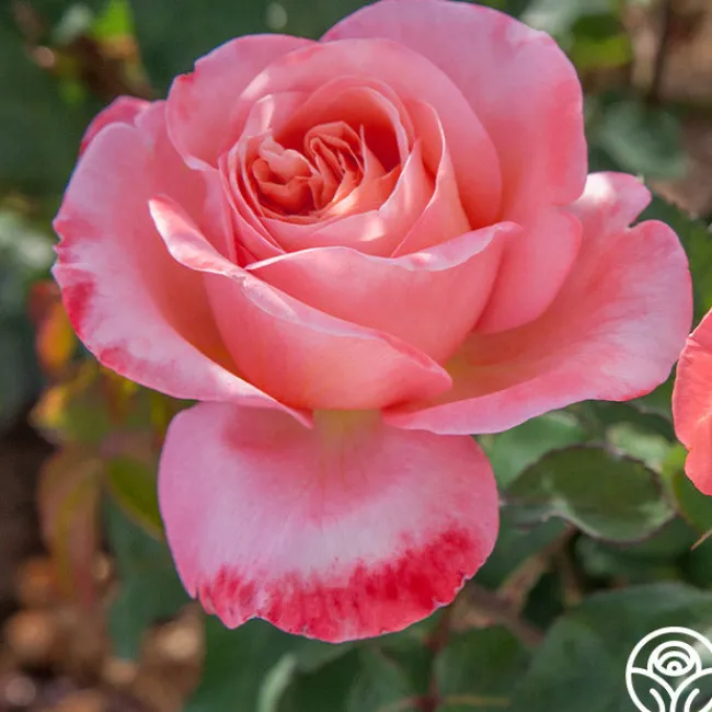 Sweet Mademoiselle™>Heirloom Roses