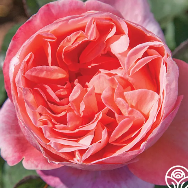 Sweet Mademoiselle™>Heirloom Roses