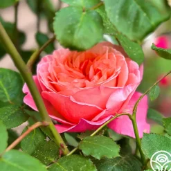 Sweet Mademoiselle™><noscript><img width=