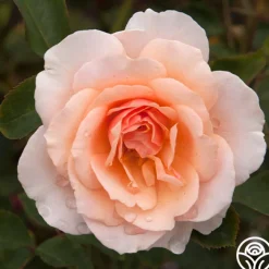 Sweet Sixteen™>Heirloom Roses Outlet