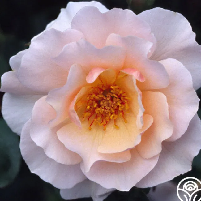 Sweet Sixteen™>Heirloom Roses Outlet