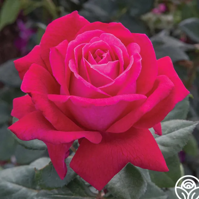 Sweet Spirit™>Heirloom Roses Clearance