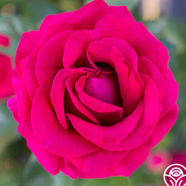 Sweet Spirit™>Heirloom Roses Clearance