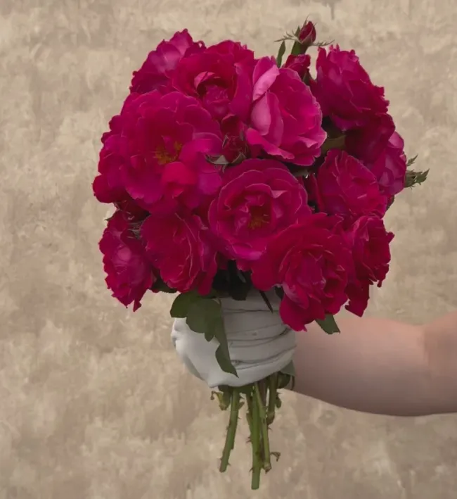 Sweet Spirit™>Heirloom Roses Clearance