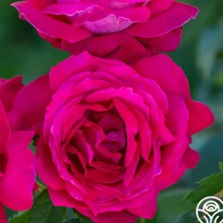 Sweet Spirit™><noscript><img width=