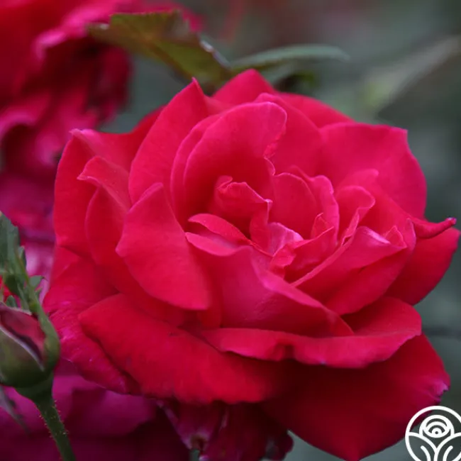 Sweet Spirit™>Heirloom Roses Clearance