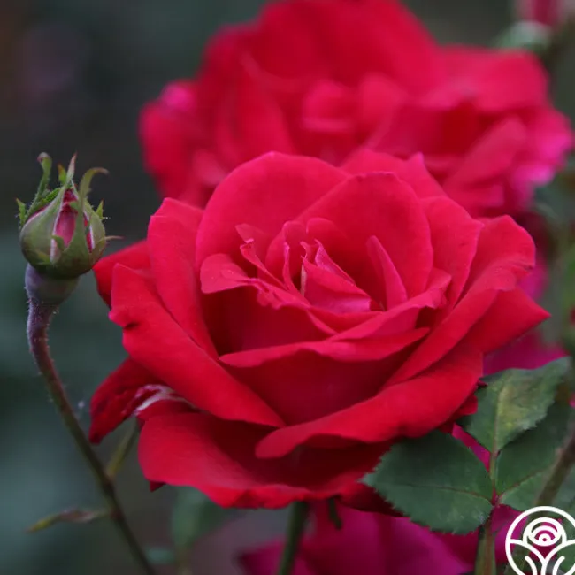 Sweet Spirit™>Heirloom Roses Clearance