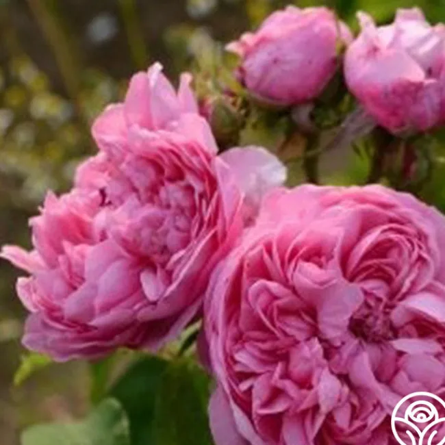 Sydonie>Heirloom Roses Sale
