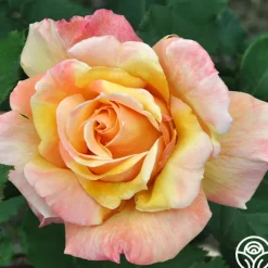 Tahitian Sunset™>Heirloom Roses Outlet