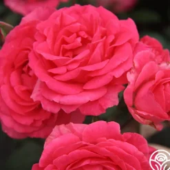 Tahitian Treasure™>Heirloom Roses