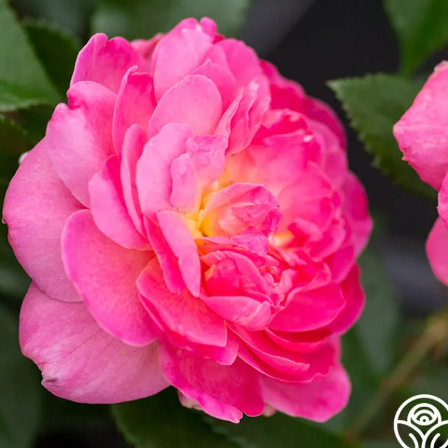 Tahitian Treasure™>Heirloom Roses