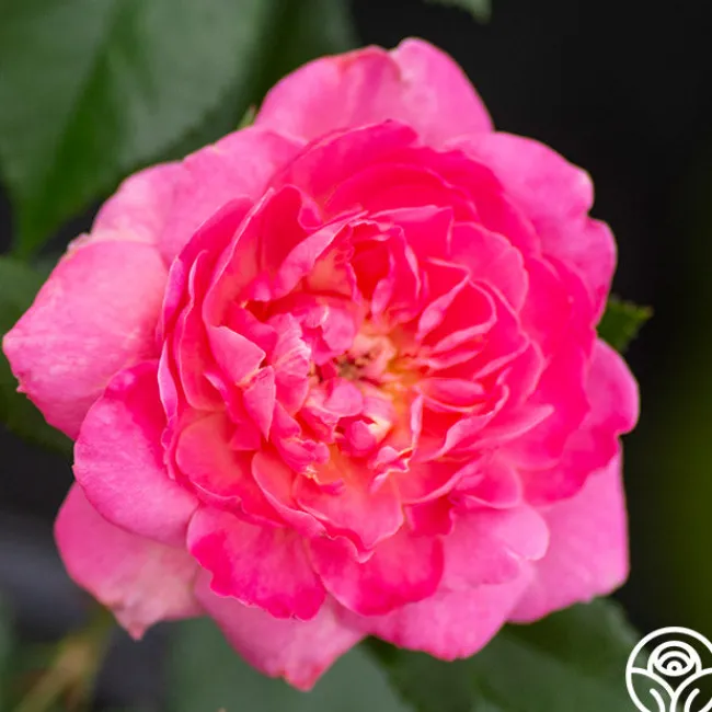 Tahitian Treasure™>Heirloom Roses