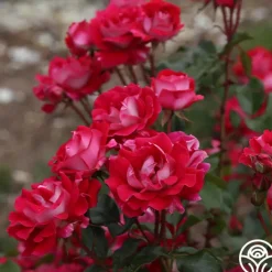 Take It Easy™>Heirloom Roses Hot