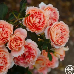 Tangerine Streams™>Heirloom Roses Online