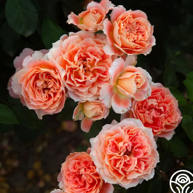 Tangerine Streams™>Heirloom Roses Online