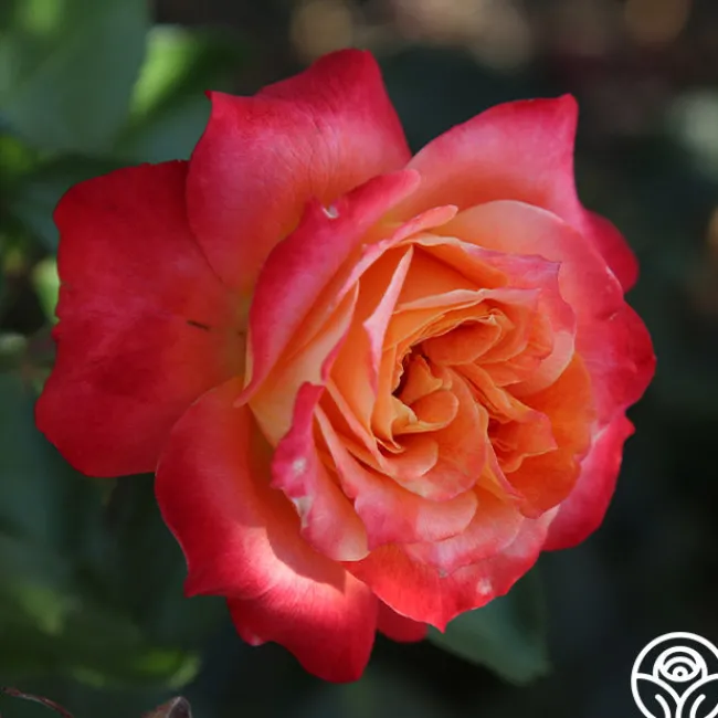 Tangerine Streams™>Heirloom Roses Online