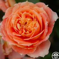 Tangerine Streams™><noscript><img width=