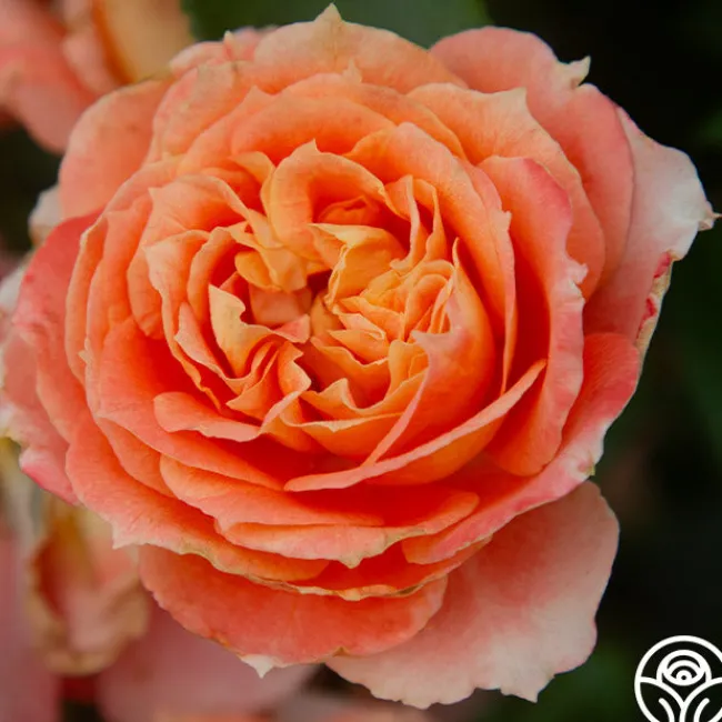 Tangerine Streams™>Heirloom Roses Online