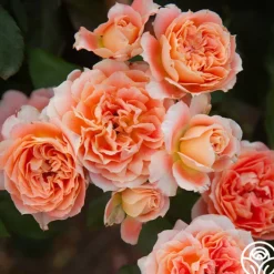 Tangerine Streams™><noscript><img width=