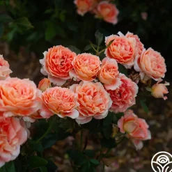 Tangerine Streams™><noscript><img width=
