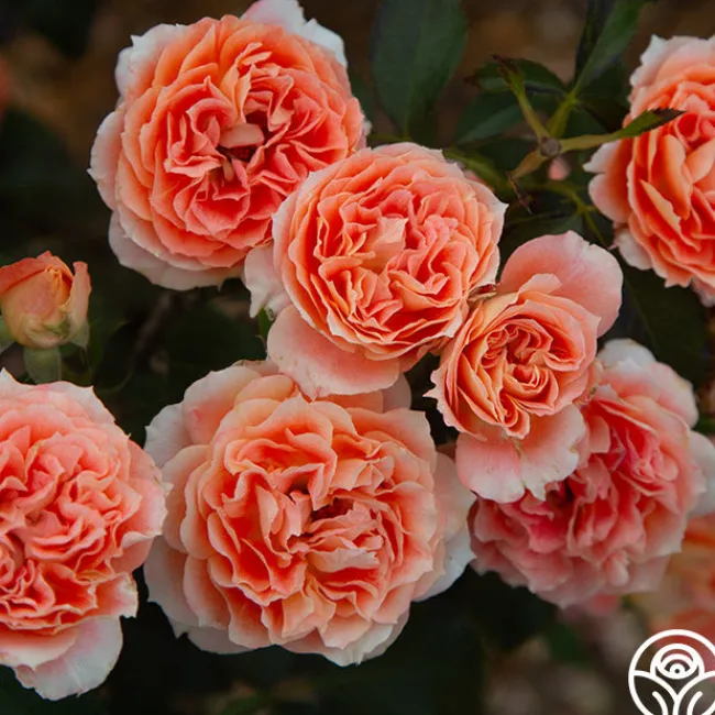 Tangerine Streams™>Heirloom Roses Online