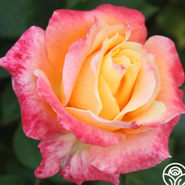 Tangerine Streams™>Heirloom Roses Online