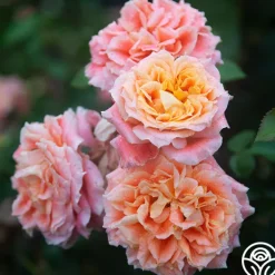 Tangerine Streams™><noscript><img width=