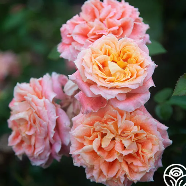Tangerine Streams™>Heirloom Roses Online