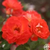 Tango>Heirloom Roses