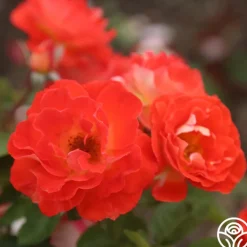 Tango>Heirloom Roses