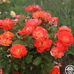 Tango>Heirloom Roses