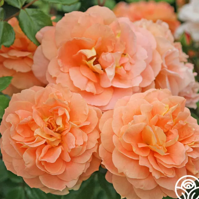 Tatin>Heirloom Roses Sale