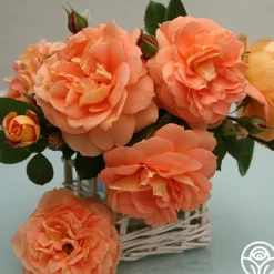 Tatin>Heirloom Roses Sale